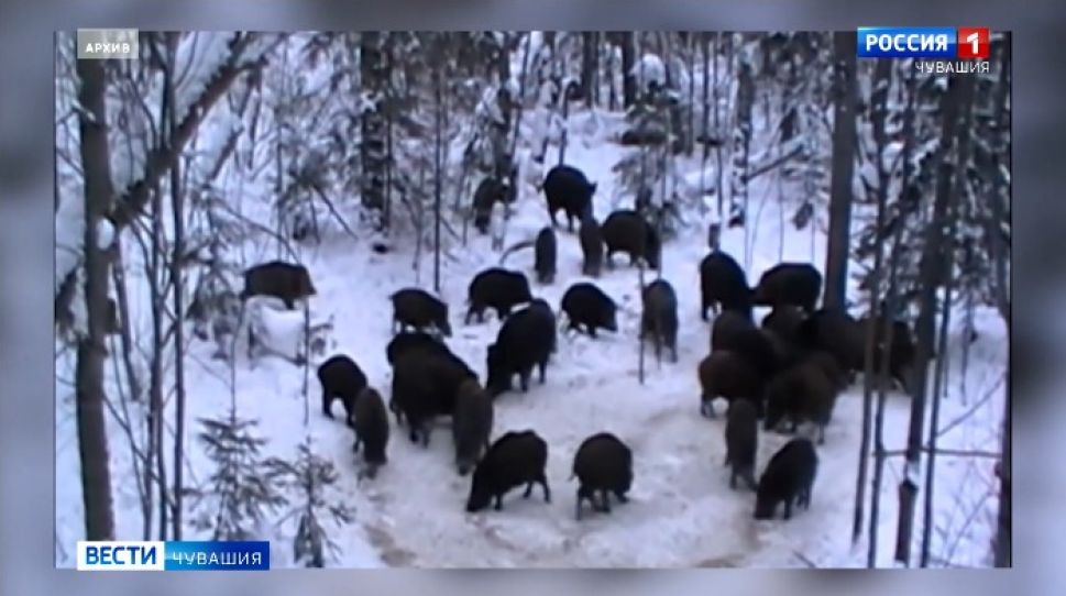 Дикие животные чаще стали гулять по городам Чувашии