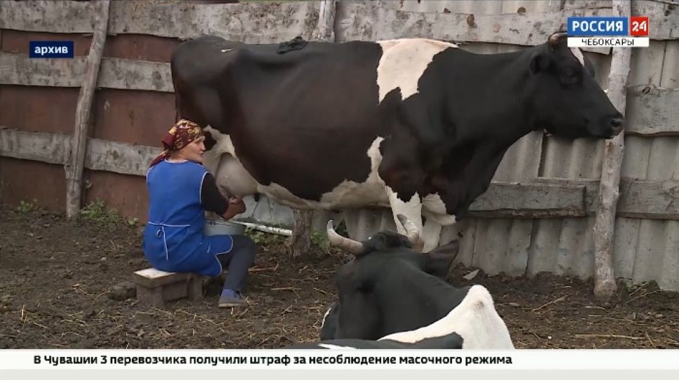 В Чувашии субсидия на содержание коров позволила сохранить поголовье