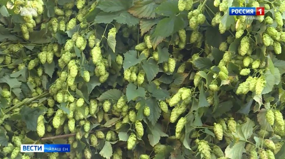 Республикӑра хӑмла туса илессине ҫӗнӗ вӑй-хӑват парасшӑн