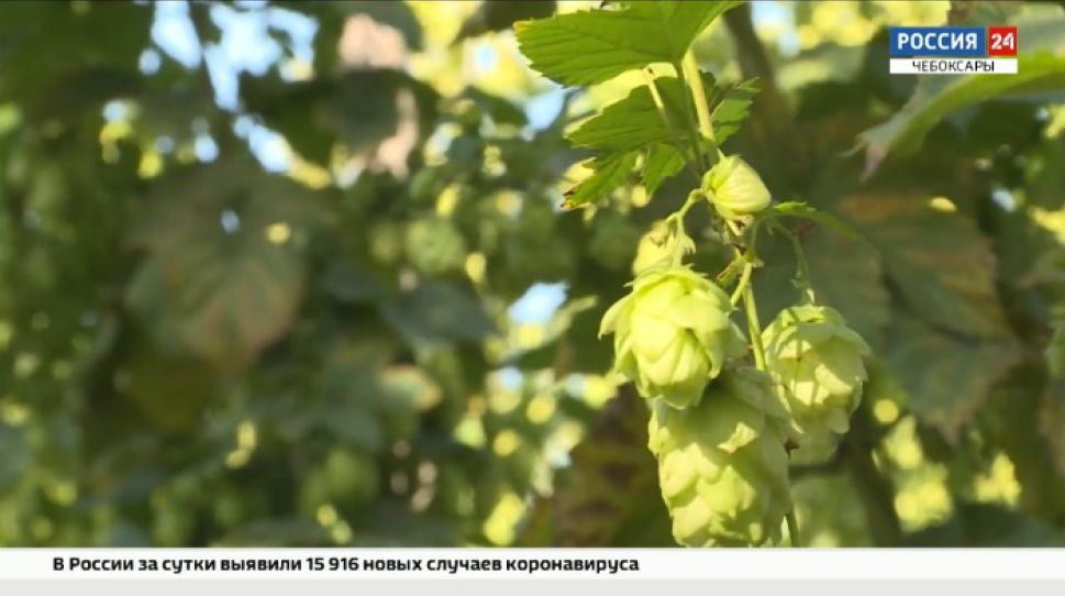 О хмеле, сыроварнях и стартапах смотрите в новом выпуске программы «Вести. Интервью»