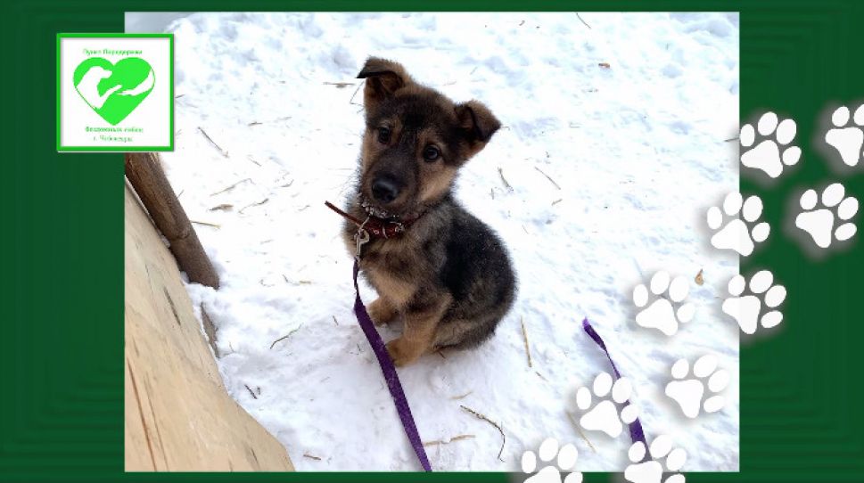 В субботу Чебоксарский пункт передержки животных проведет выставку-раздачу собак