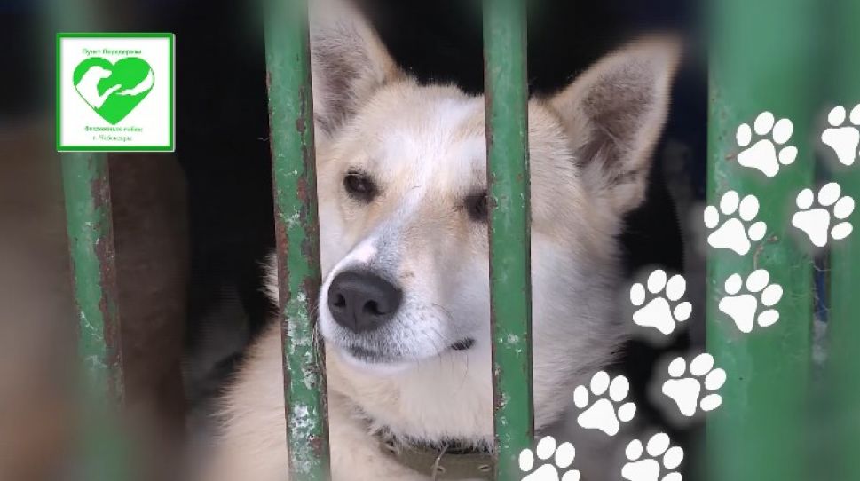 13 февраля пункт передержки животных организует в Чебоксарах выставку-раздачу собак