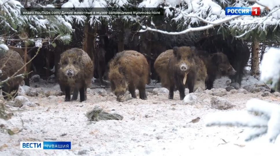 В Чувашии произошло 23 ДТП с участием кабанов
