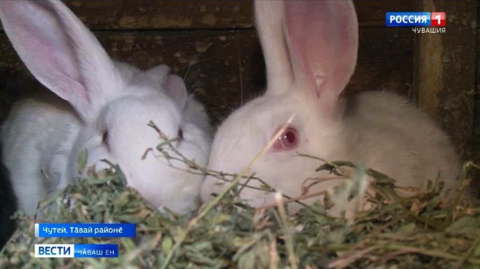 Тӑвай районӗнчи Чутей ялӗнче пурӑнакан Шамбулинсем 40 ҫул ытла кролик ӗрчетеҫҫӗ