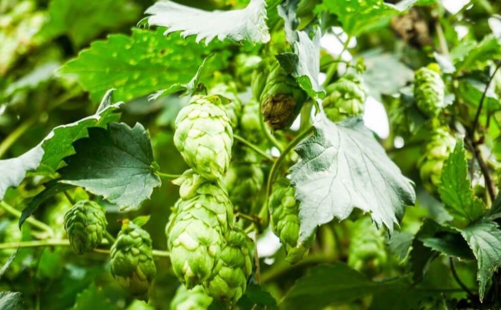 Чувашия вошла в тройку лучших экспортеров хмеля в РФ