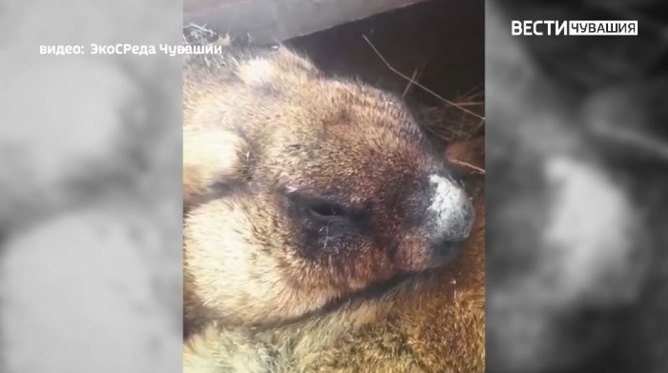 Вставай, весна пришла: в Чувашию приходит долгожданное потепление