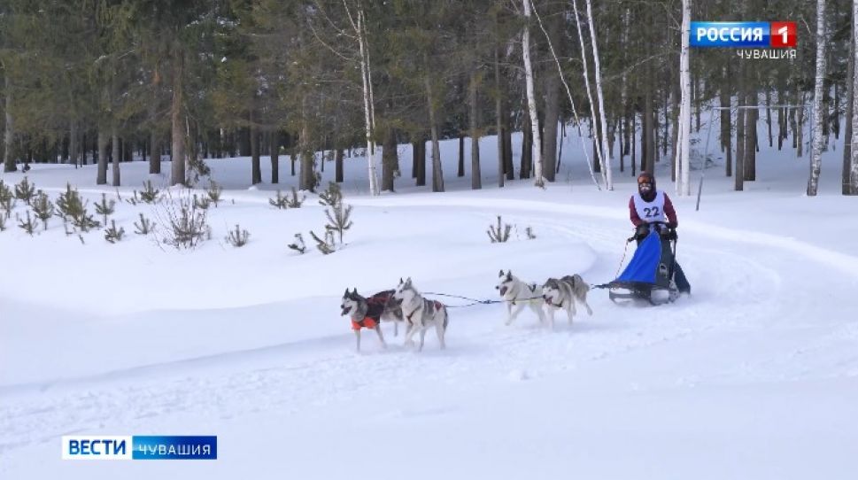 Заволжье, лоси и собаки: в Чувашии впервые прошел межрегиональный чемпионат по ездовому спорту