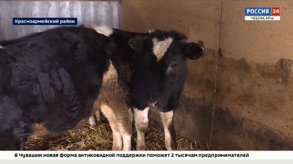 В 2020 году в Чувашии было заключено более 5,1 тысяч соцконтрактов на 376 млн рублей