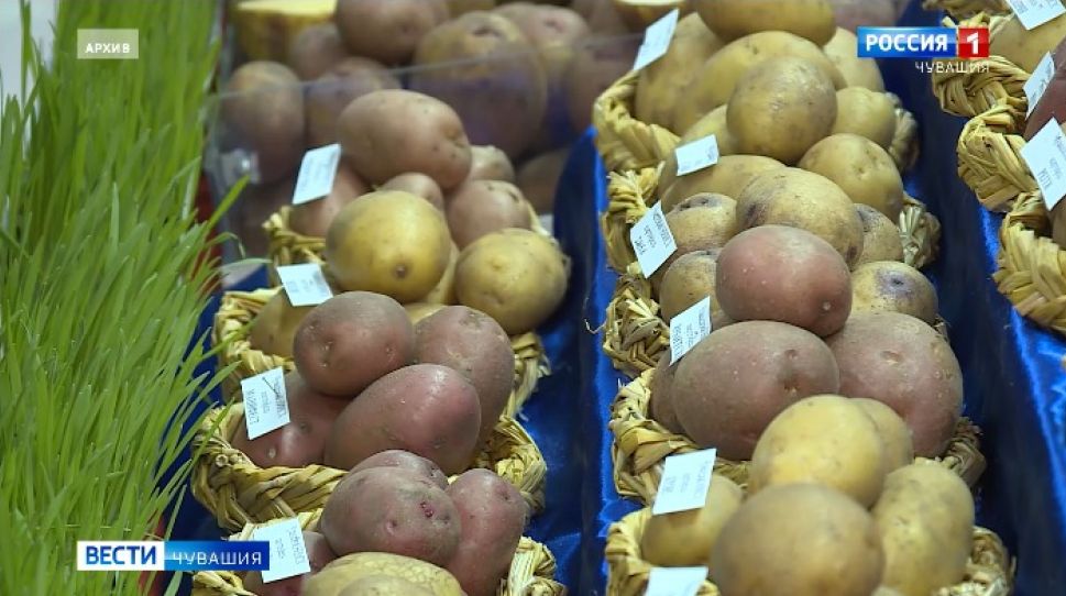 4 марта откроется 13-я межрегиональная отраслевая выставка "Картофель-2021"
