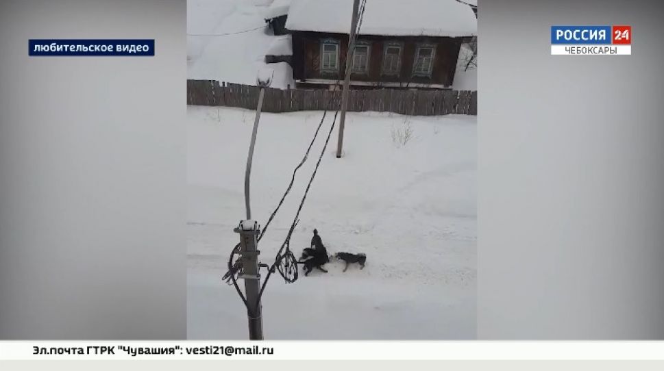 Бродячие собаки терроризируют жителей Шумерли