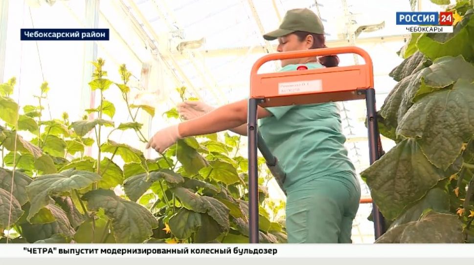 Чувашии не хватает специалистов агропромышленного комплекса