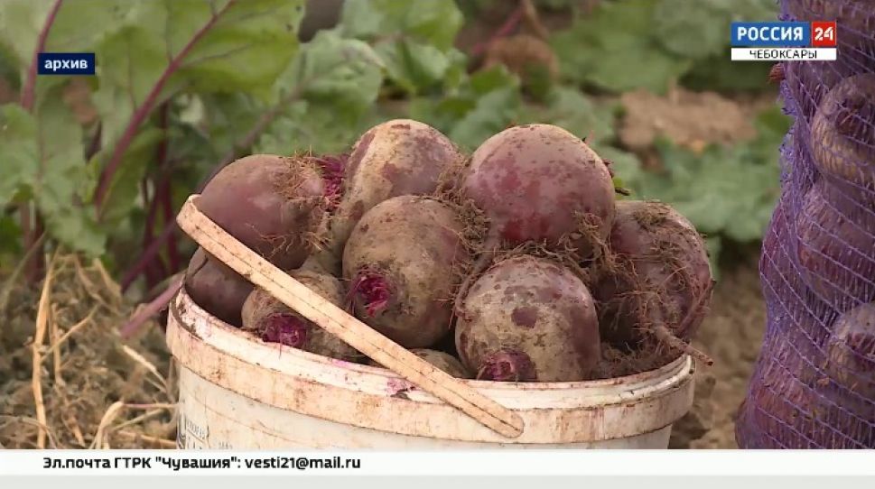 За два месяца Чувашия экспортировала брюкву на 119 тысяч долларов