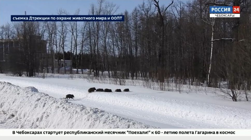 Кабанов, оккупировавших сарай в Чандрово, прогнали в лес