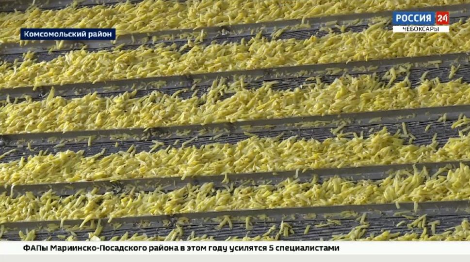 Первый в Чувашии сушеный картофель высшего сорта планируют экспортировать за рубеж
