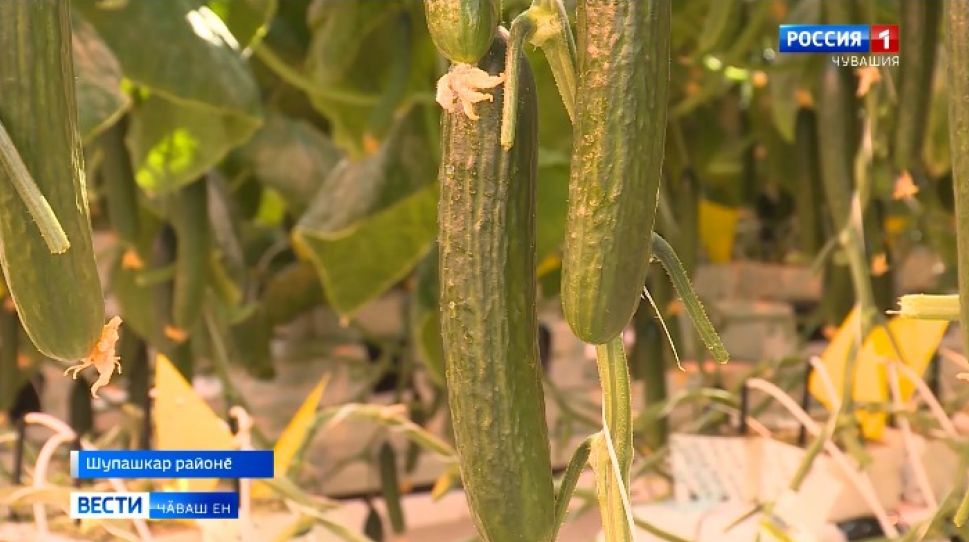 Ӗҫ майӗ лайӑх, шалу тӗлӗшпе те кӳрентермеҫҫӗ