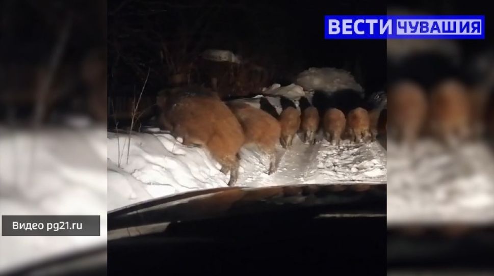 По дачному поселку в Чебоксарах прошлись 8 кабанов 