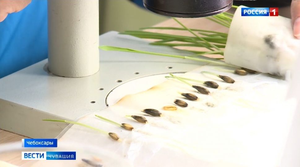 В Чувашии проверили более 48 тысяч тонн семян