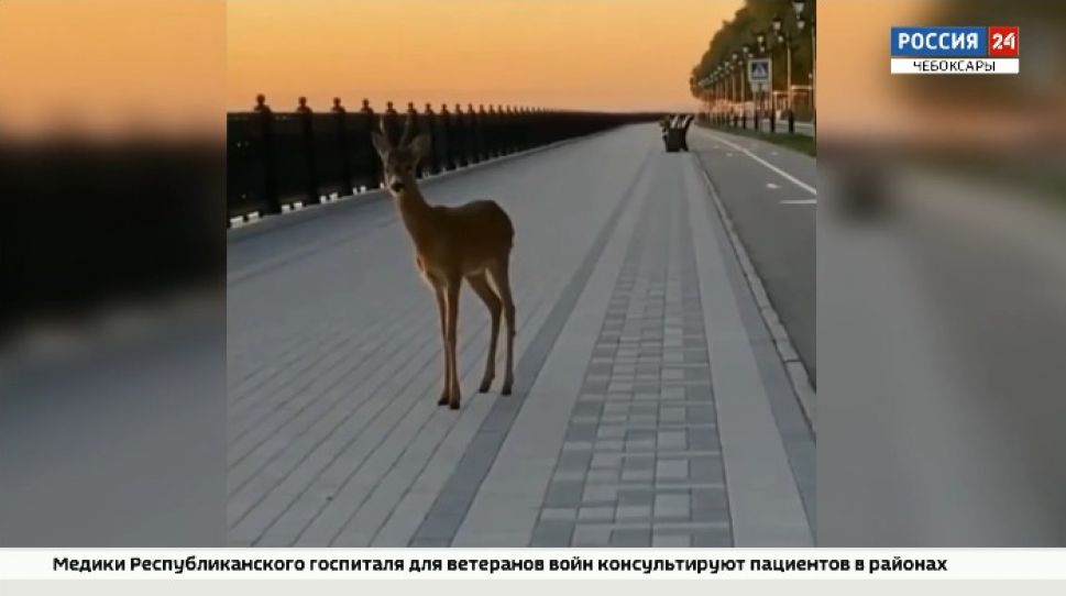 В Чувашии из-за суровой зимы животные стали чаще погибать в ДТП