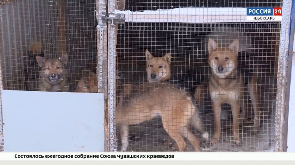В Чебоксарах может появиться новый современный приют для бездомных животных