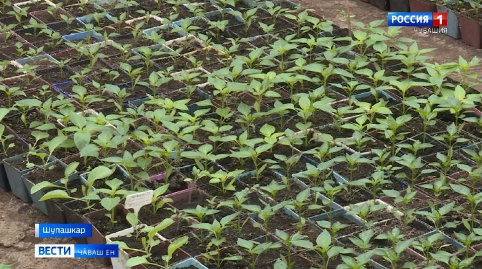 Пӗлсе ӗҫлесен пысӑк тухӑҫ илетӗн