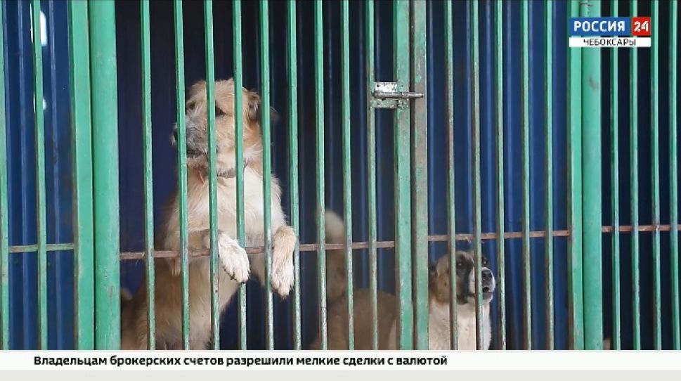 Приют для бездомных животных в Чебоксарском районе готов принять только 15 собак