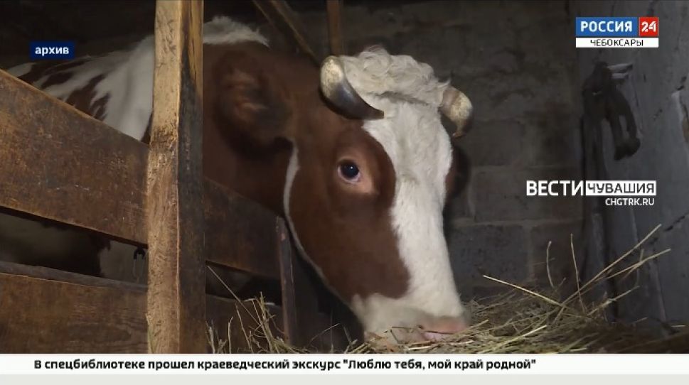 На содержание коров в Чувашии выделят 171 млн рублей 