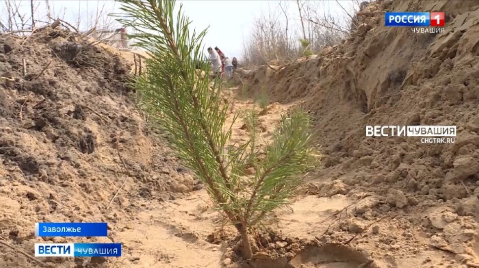 В рамках акции «Сад памяти» в Заволжье высадили 5 тысяч деревьев