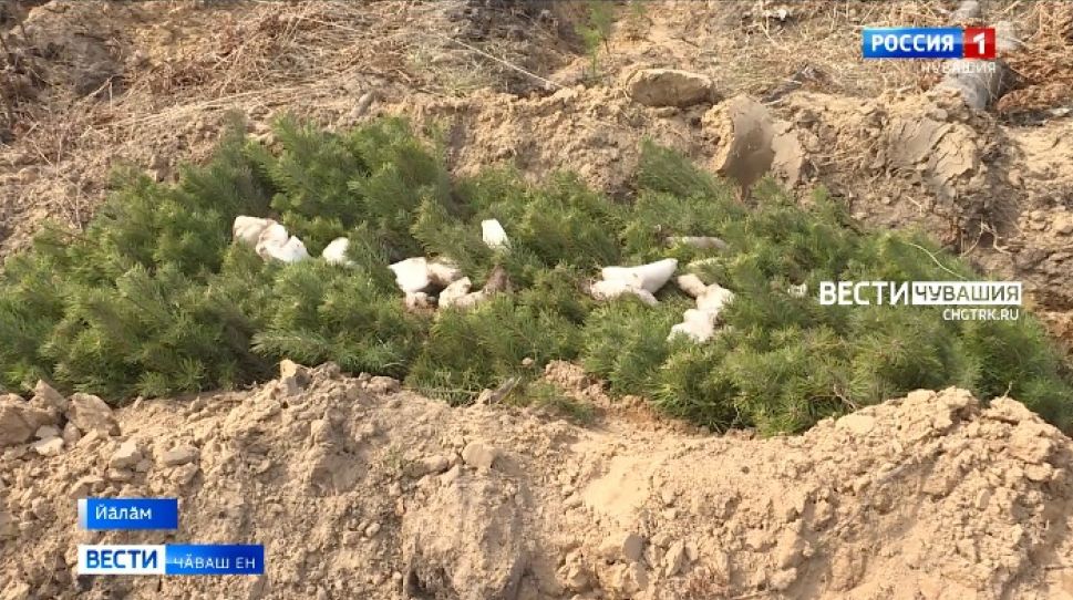 Йӑлӑмра Пӗтӗм Раҫҫейри акцие хутшӑнса йывӑҫ-тӗм лартрӗҫ 