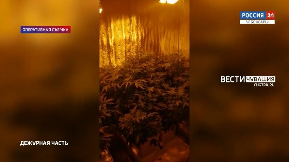 Чебоксарец вырастил в сарае 26 кустов конопли