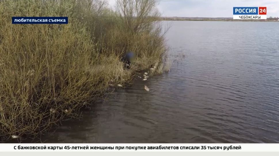 В Батырево выясняют причины массовой гибели рыбы в плотине