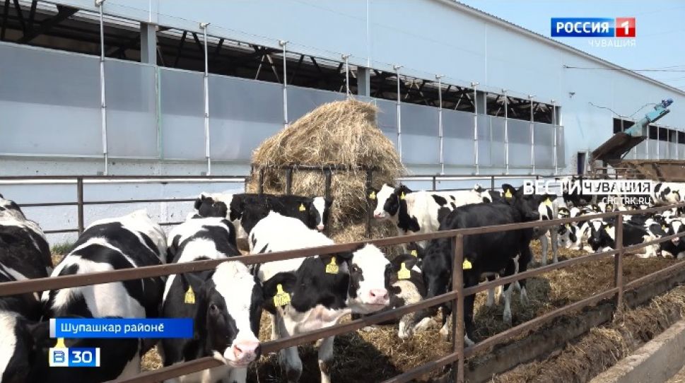 Республикӑра зоотехниксен ӑсталӑх конкурсӗ иртрӗ 