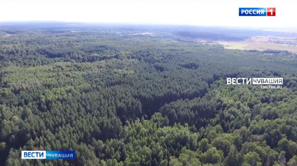 В четырех районах Чувашии объявлен наивысший класс пожарной опасности в лесах