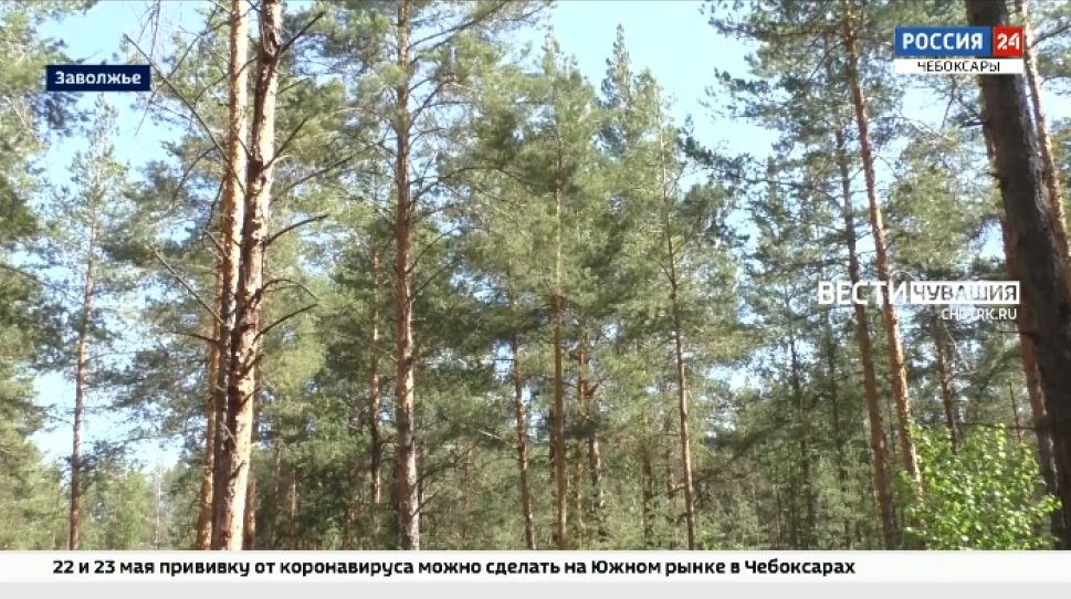 Лесопатологи проверили состояние деревьев в Чувашии