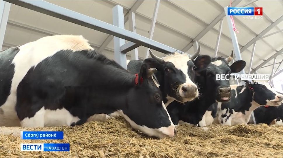 Ҫӗрпӳ районӗнче ӗне ферми хута ячӗҫ