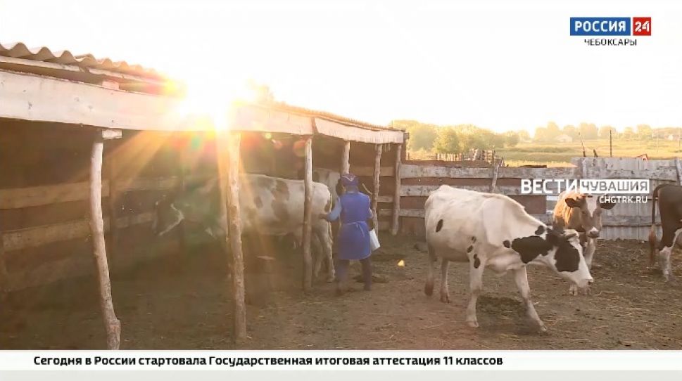 В Чувашии на поддержку владельцев коров выделили 171 млн рублей