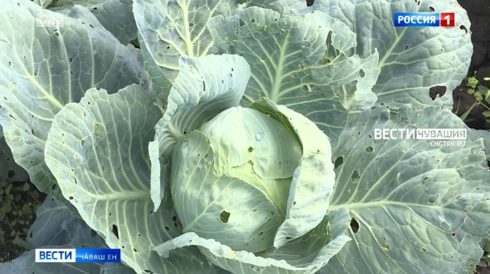 Чӑваш Енре фермерсене пулӑшу парас тӗллевпе "Агростартап" конкурс ӗҫлеме пуҫланӑ 