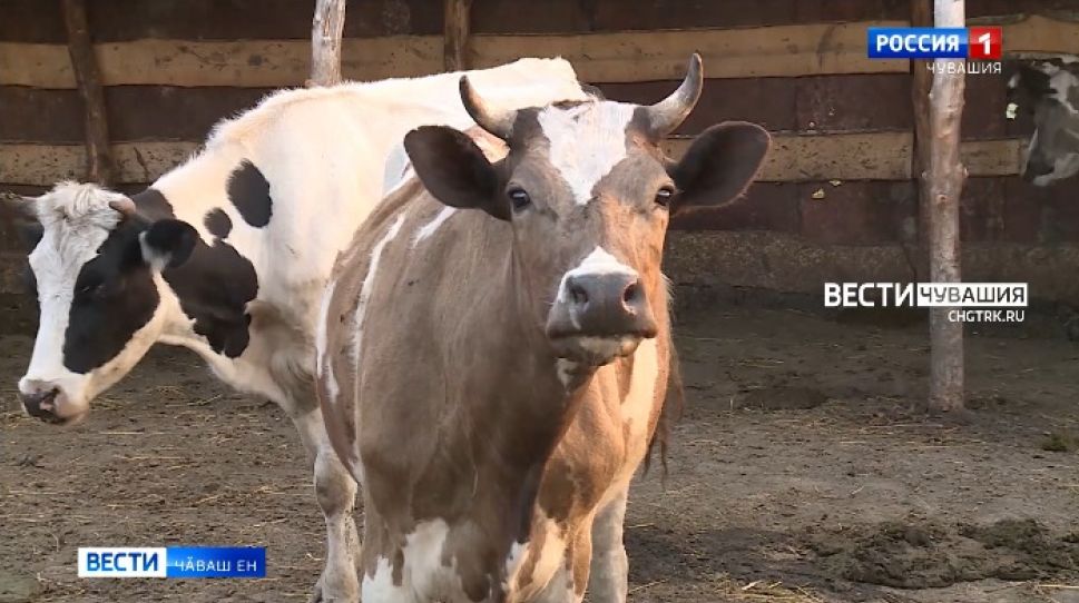 Чӑваш Енре ӗне усракансен тӑкакӗсене саплаштарма йышӑннӑ
