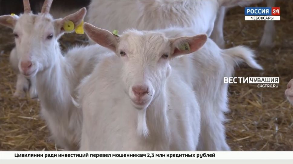 В Чувашии агростартаперам выделили 230 млн рублей