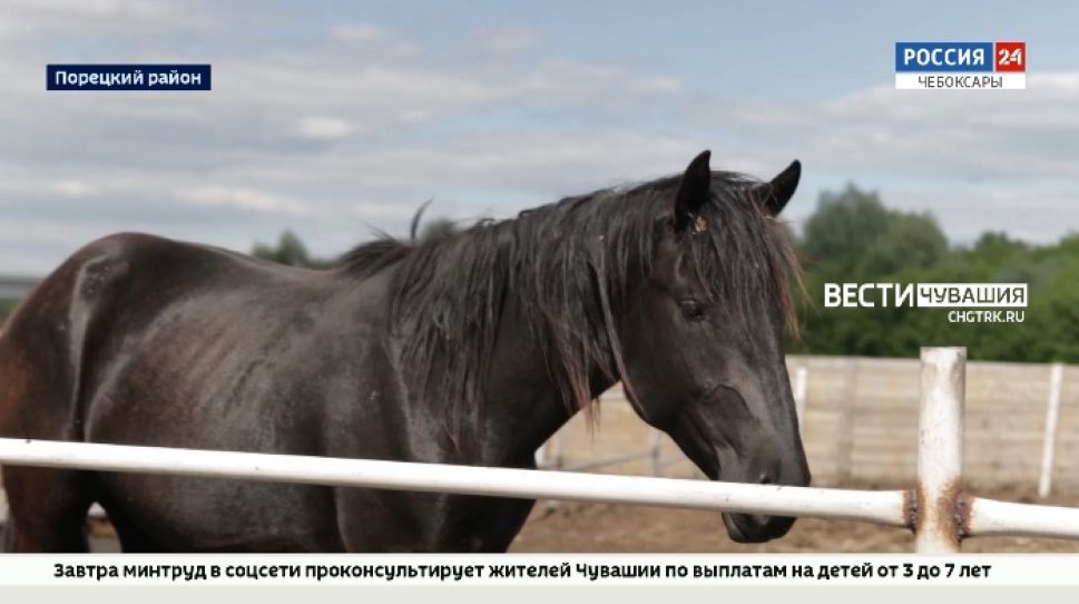 В Порецком районе планируют развивать конный туризм