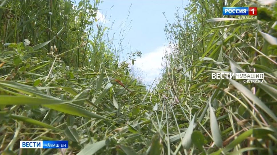 Ҫураки планне тултарнӑ, халӗ выльӑх апачӗ хатӗрлеҫҫӗ