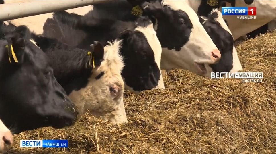 Ял хуҫалӑх министертсви агростраховани пирки аса илтерет