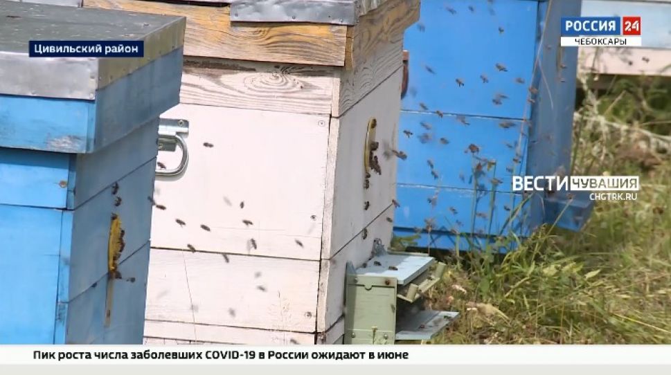 Аграрии Чувашии начнут оповещать пчеловодов об обработке полей пестицидами
