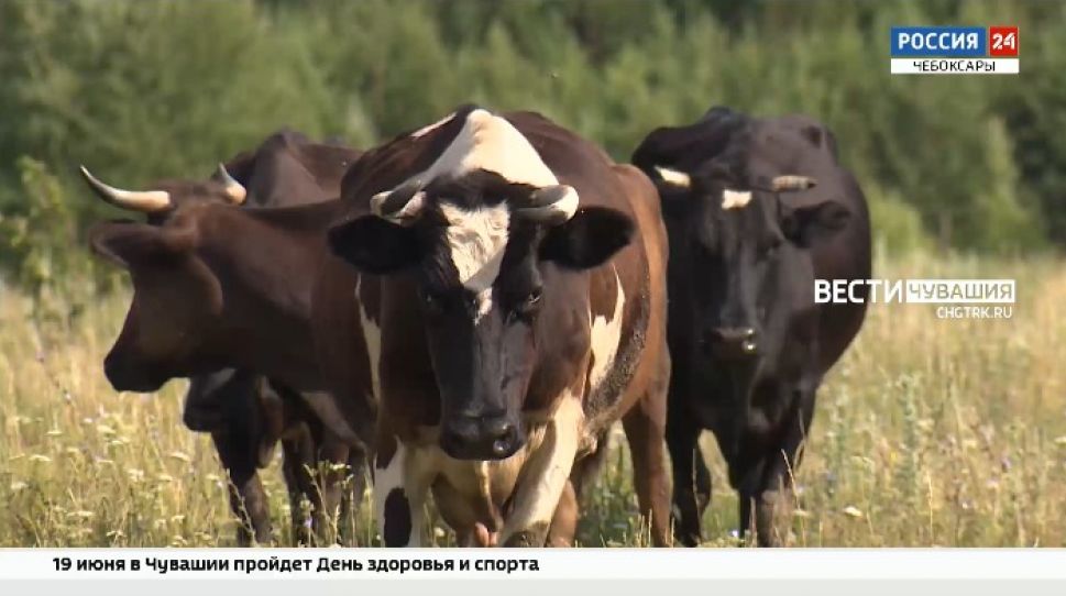 Чувашские сельхозпроизводители получили 900 млн рублей на развитие племенного животноводства и производство молока