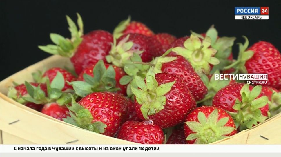 Чебоксарцы и гости столицы попробовали клубнику на фермерском фестивале