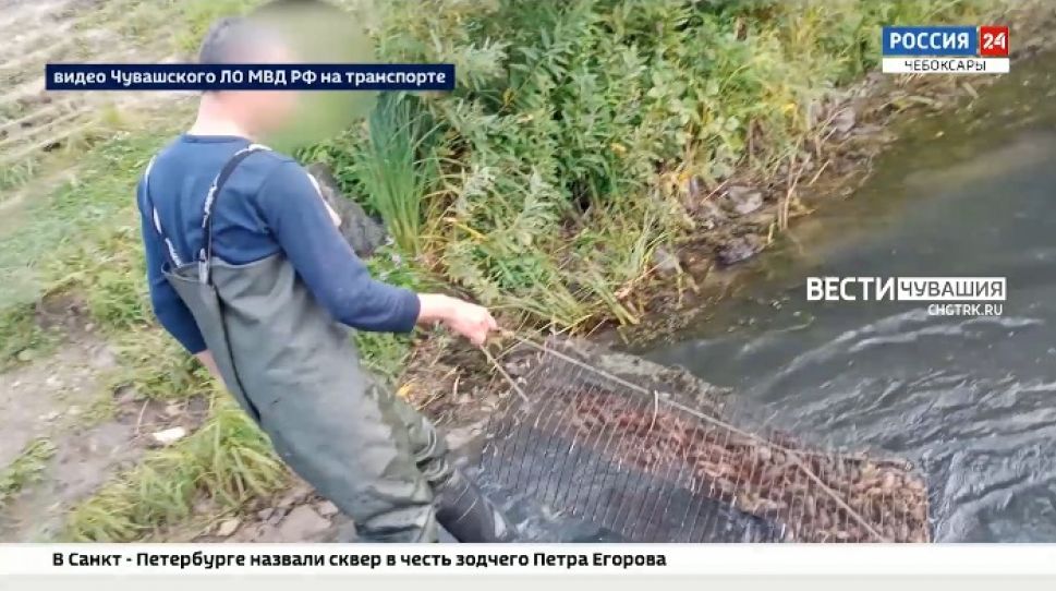 Житель Ядрина незаконно вылавливал раков ради выплаты алиментов бывшей супруге