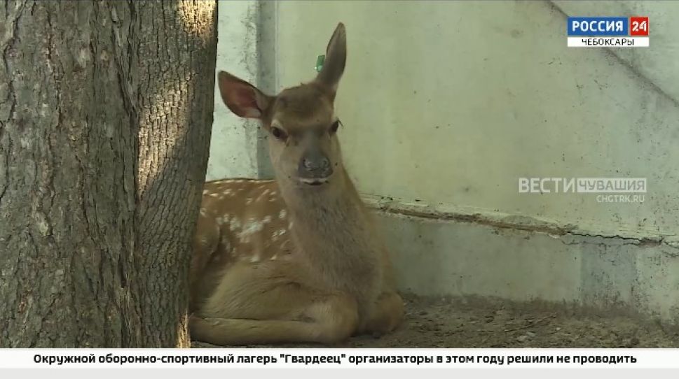 В Чебоксарах вновь родился детеныш марала