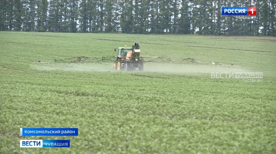 Трипс, тля, пьявица и другие вредители угрожают урожаю в Чувашии