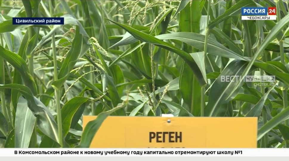 В рамках выставки "День Поля" аграрии обсудили, как повысить урожайность сельхозкультур