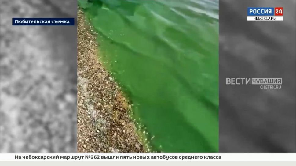Колонии сине-зеленых водорослей заполонили Волгу в Чувашии