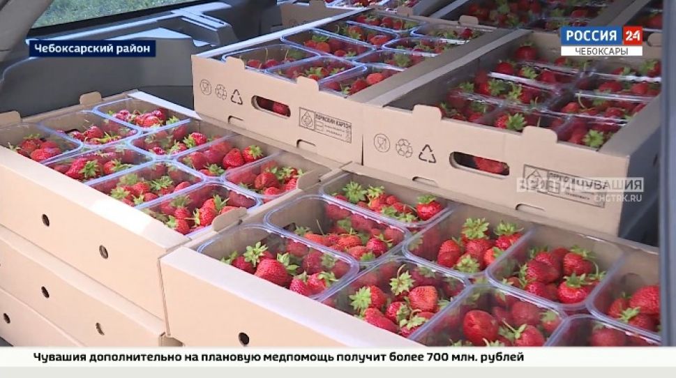 В Чувашии начали активно развивать ягодоводство